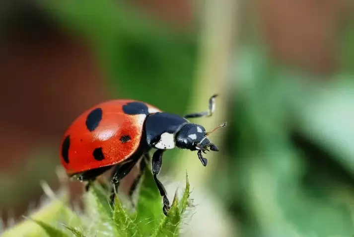 amulet for luck-ladybug